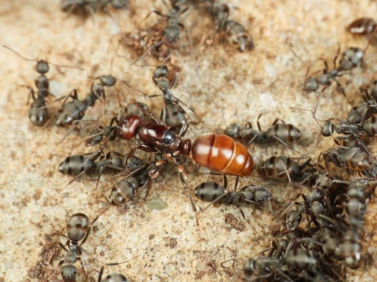 European Amazon Ant. Polyergus rufescens.