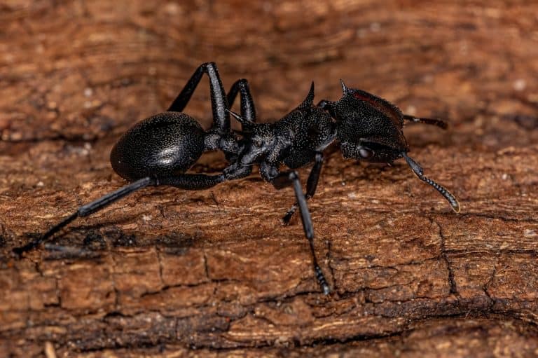 Adult Female Giant Turtle Ant of the species Cephalotes atratus