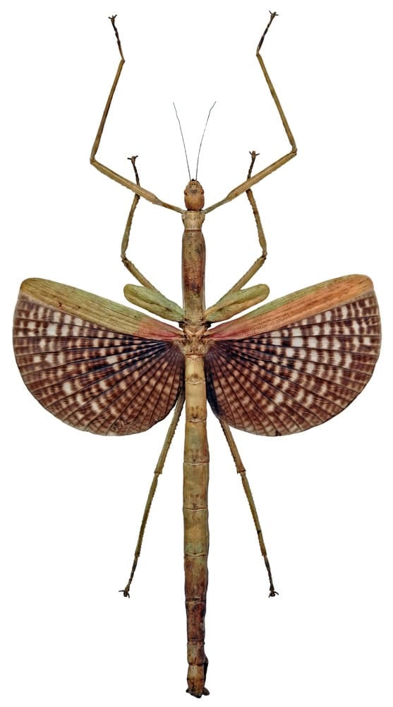 Anchiale buruense (female).
Tessellated Spiny Flying Stick in White Background