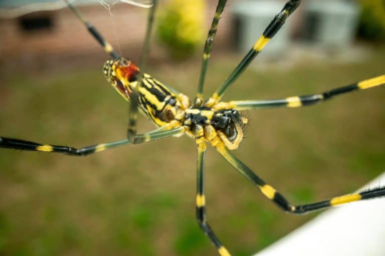 Underside of Giant Joro Spider in a north Georgia yard