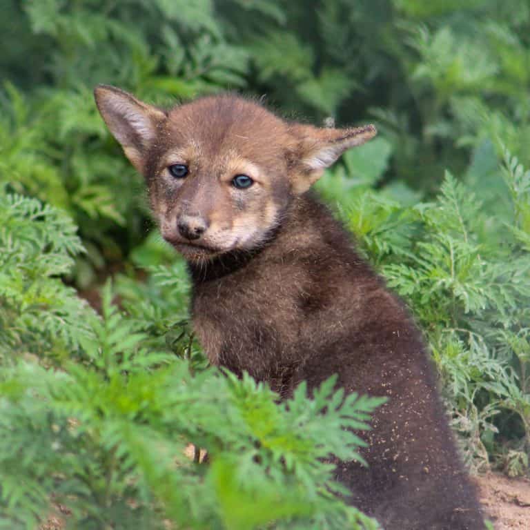 Endangered red wolf pup emerging from underground den.