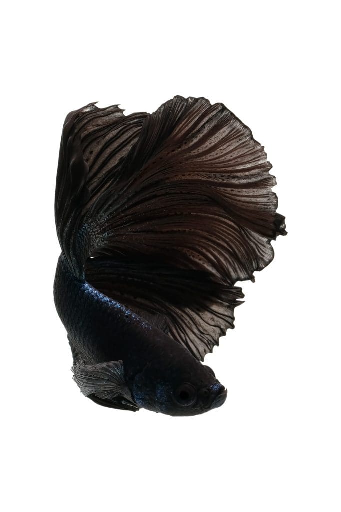 Black betta fish, siamese fighting fish, isolated on white background.