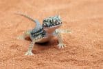 Geckos