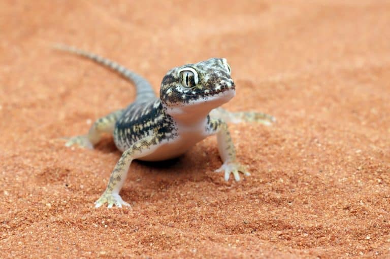 Gecko