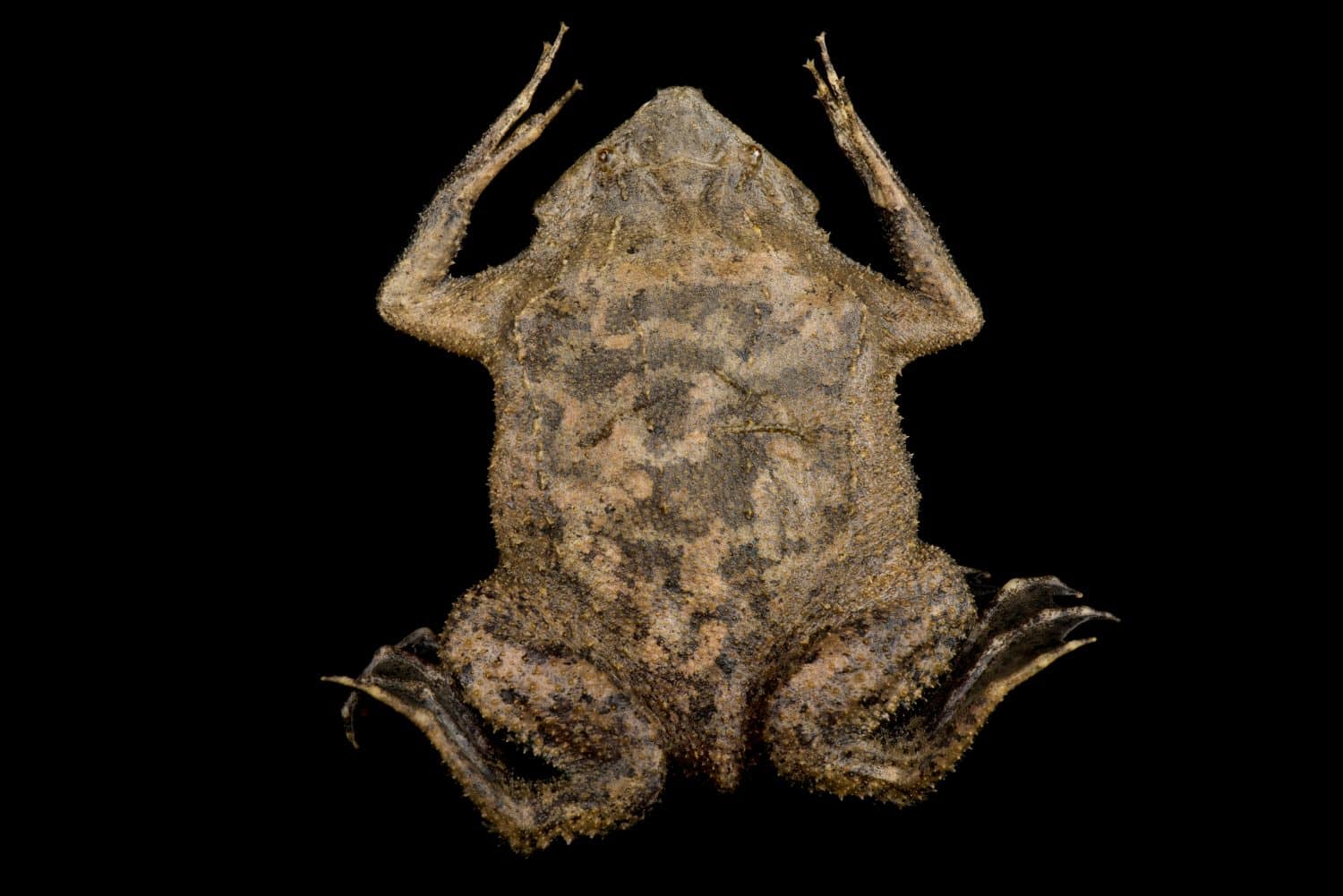 The Suriname Toad (Pipa pipa)