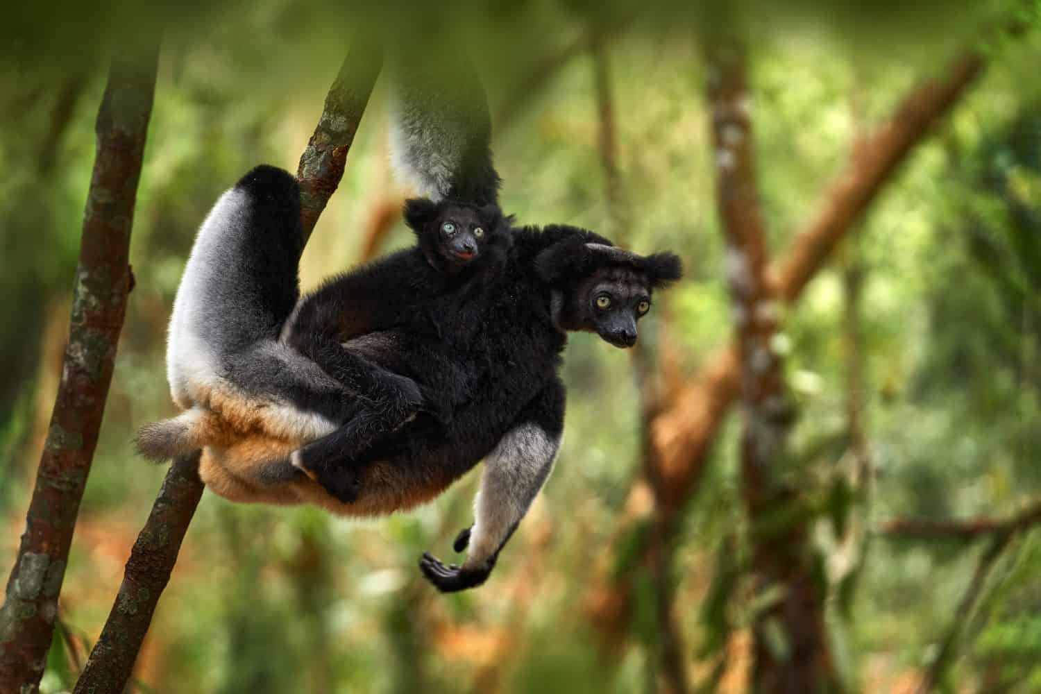 Indri indri, monkey with young babe cub in Kirindy Forest, Madagascar. Lemur in the nature habitat. Sifaka on the tree, sunny day. Largest living lemur. Wildlife Madagascar, babakoto, young cub babe.