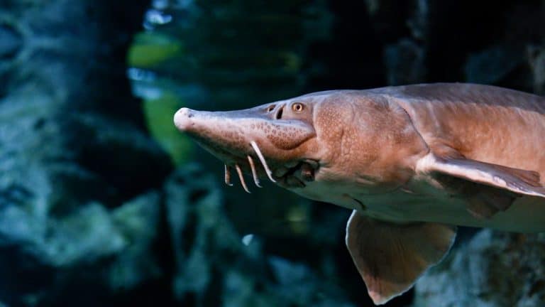 Sturgeon swims underwater. Head of sturgeon close-up.
