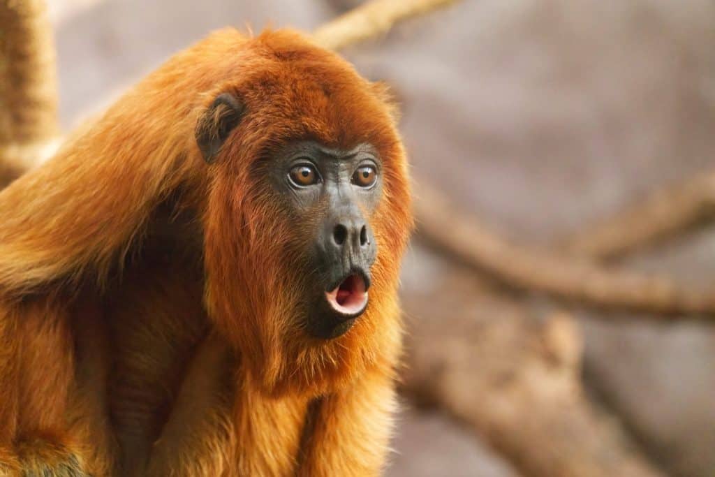 Close-up of a Southern Brown Howler (Alouatta guariba clamitans) - Bugio ruivo, a red fur monkey native to southeastern Brazil and northeast Argentina, suceptible to the yellow fever disease