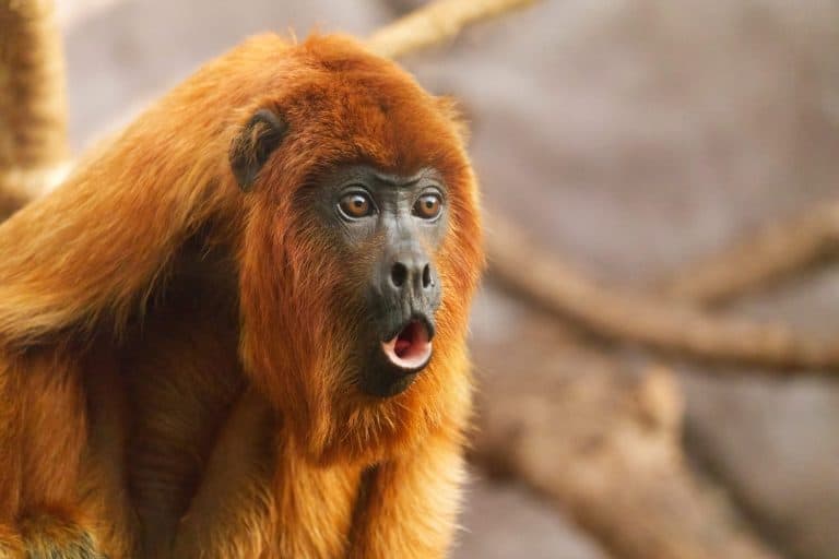 Howler Monkey