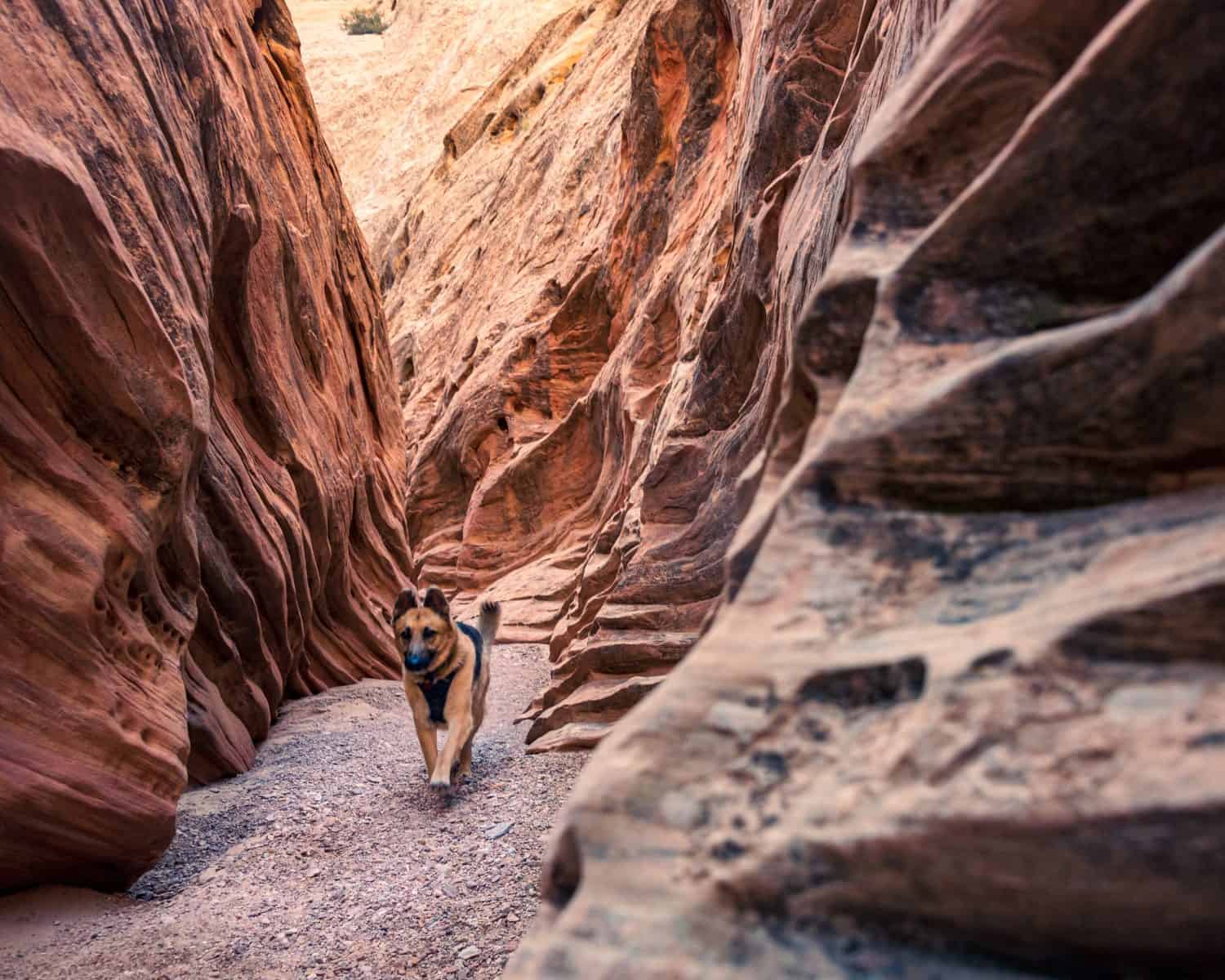 A dog running through a slot canyon with perfect light