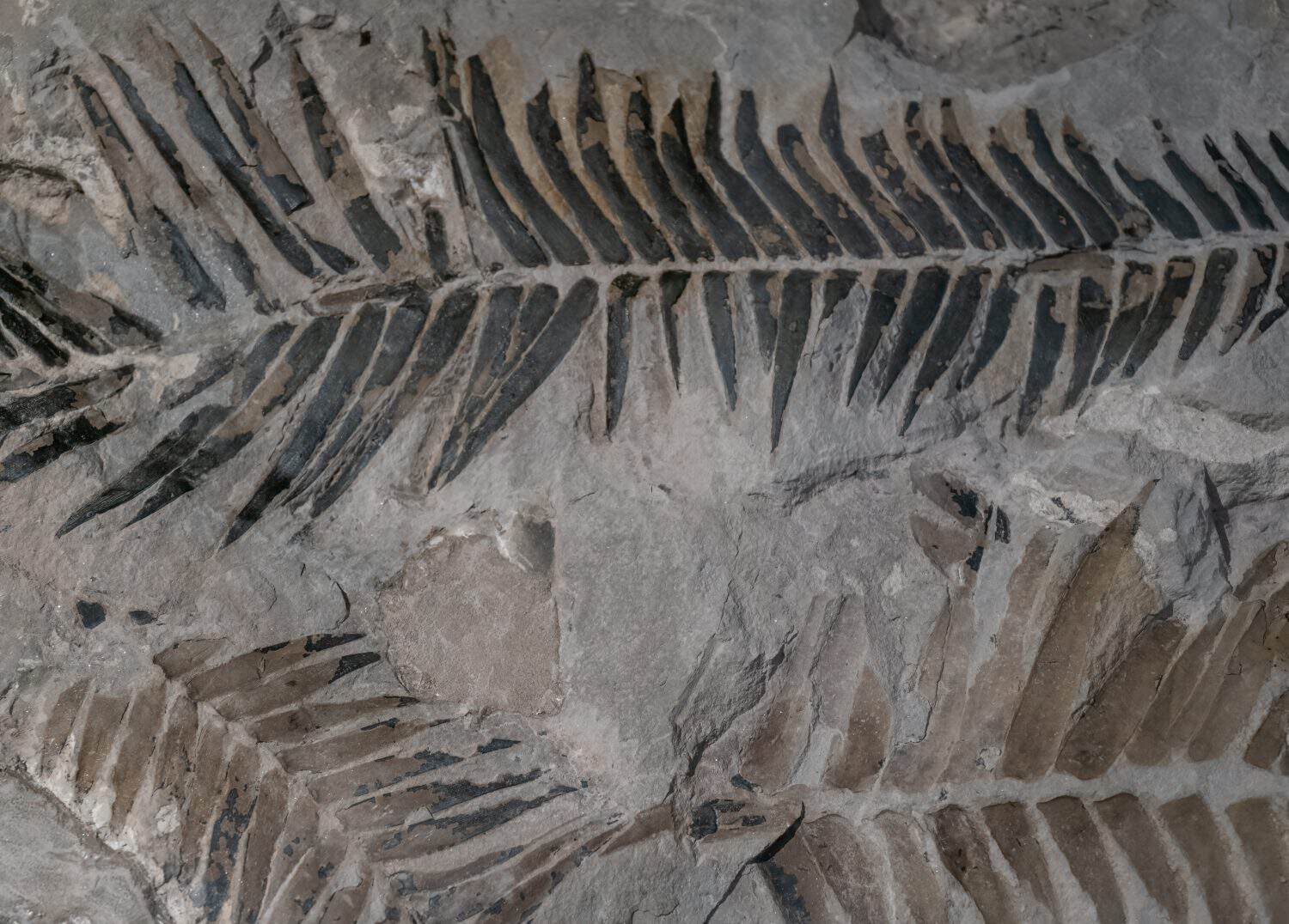 Fossil of plant fern  on white isolated