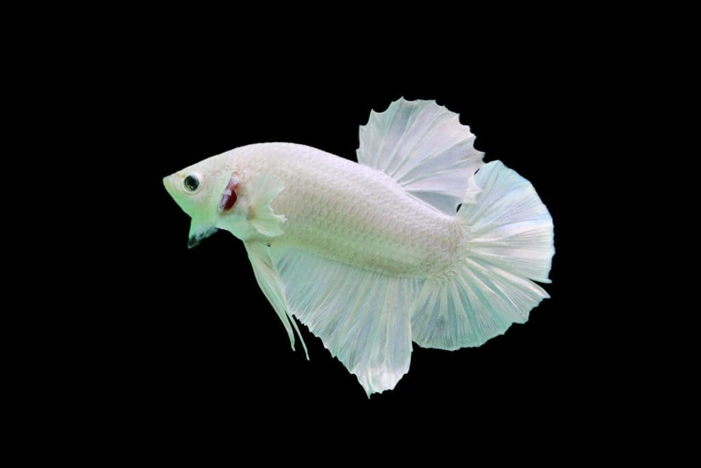A halfmoon tail white betta.