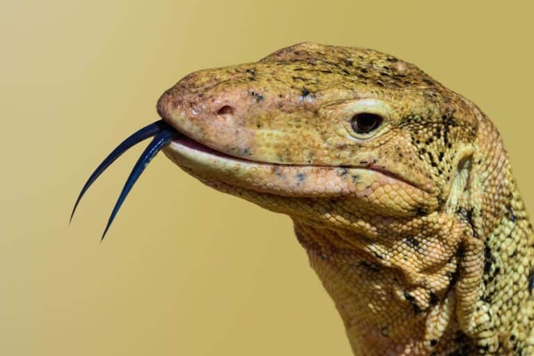Monitor lizard. Close up portrait of large Asian water monitor native to South and Southeast Asia. Head showing split tongue.