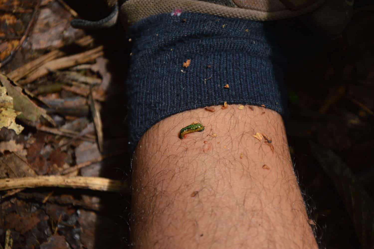 leech or called pacet in indonesia doing suck blood in leg at the jungle