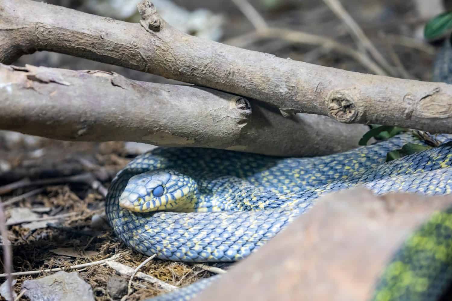 the king ratsnake (Elaphe carinata) ready to molt. It is a species of Colubrid snake found in Southeast and East Asia.
An active, predatory snake that eats everything from beetles to birds to snakes.