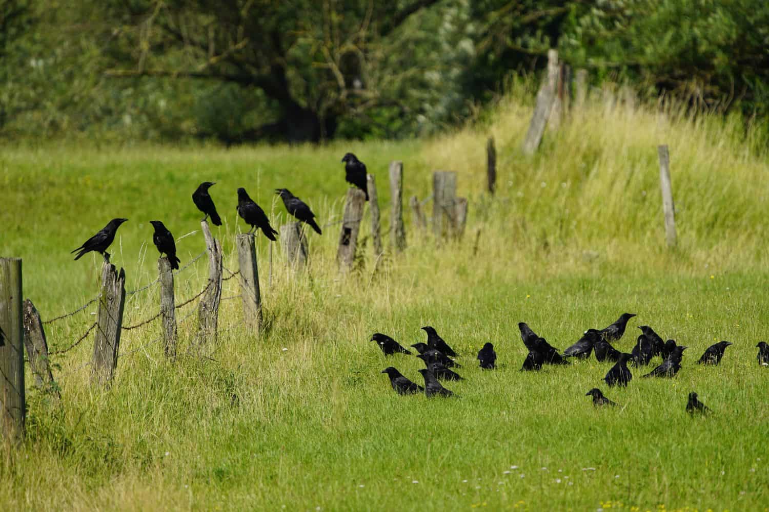 Several carrion crows (*Corvus corone*), amily Corvidae, a pasture in the Leine Meadows, Hanover, Lower Saxony, Germany.
