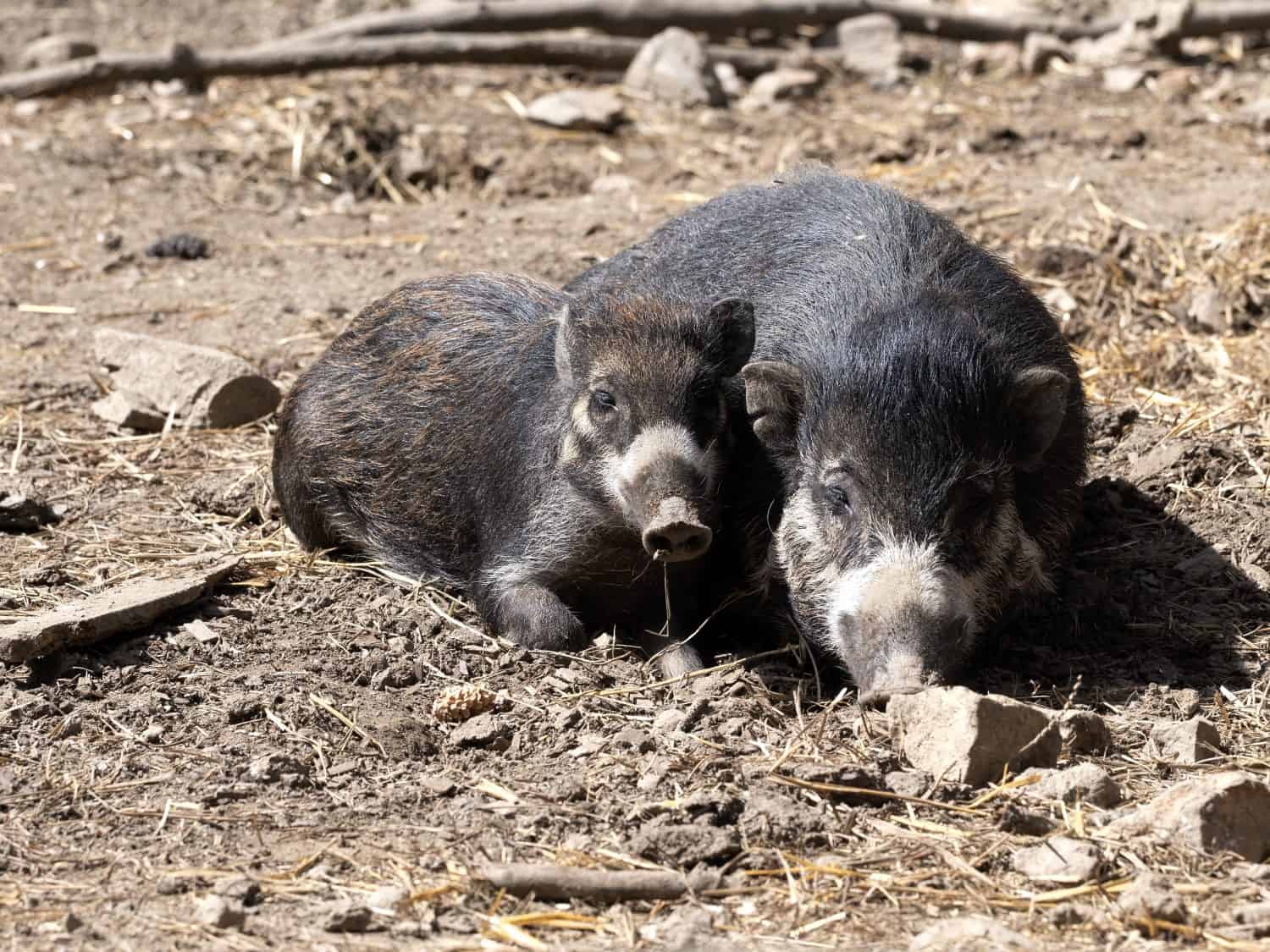 A female of the rare Visayan warty pig, Sus cebifrons negrinus, with a calf