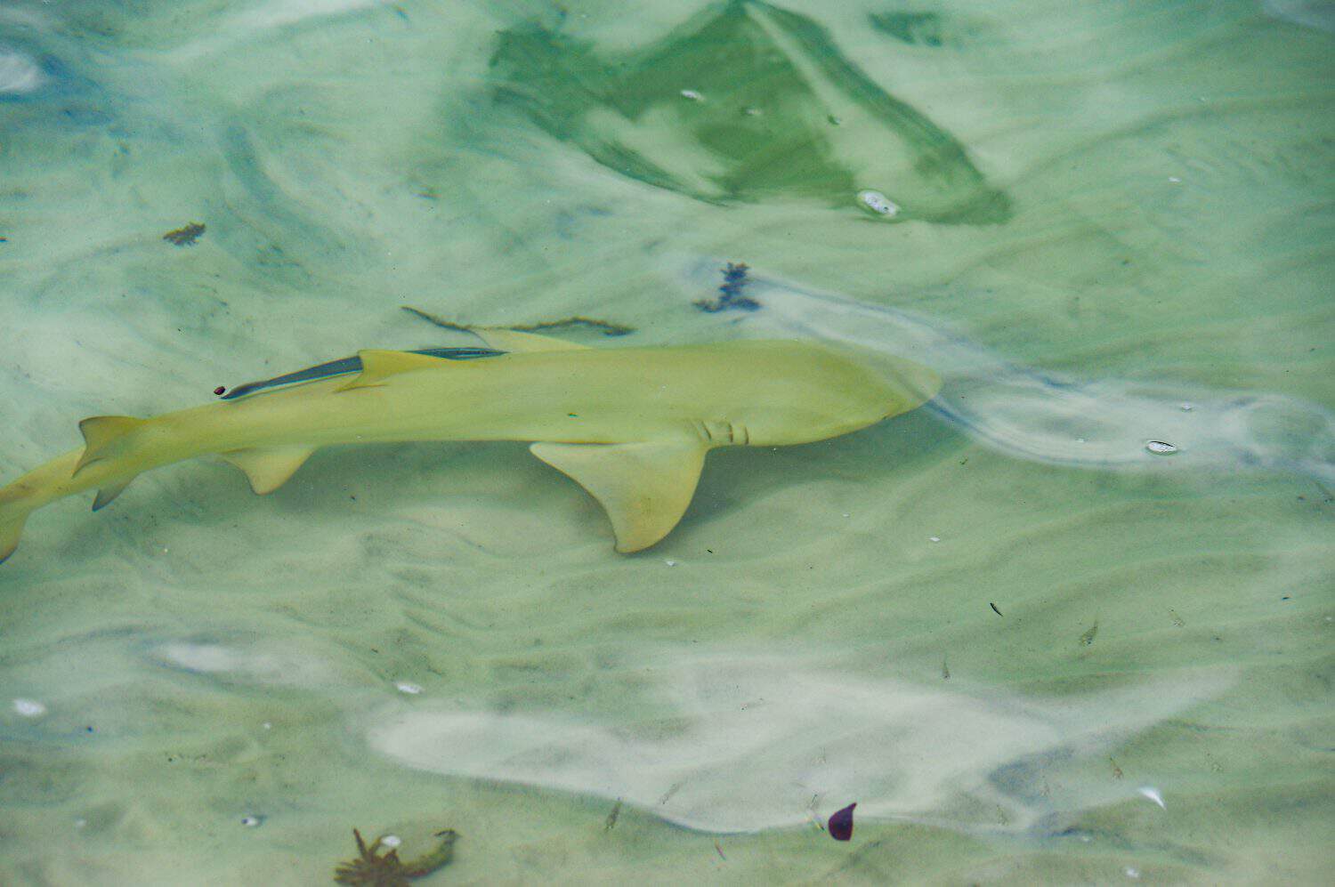lemon shark on whitsunday island