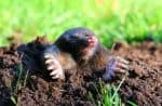 Moles