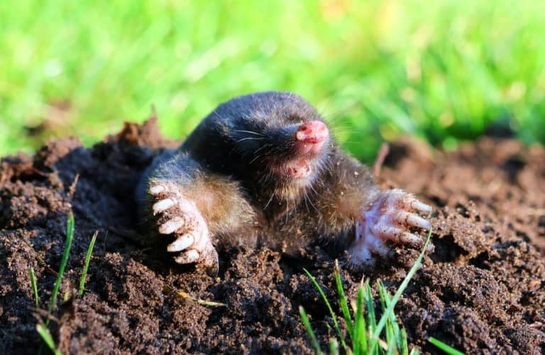 Mole