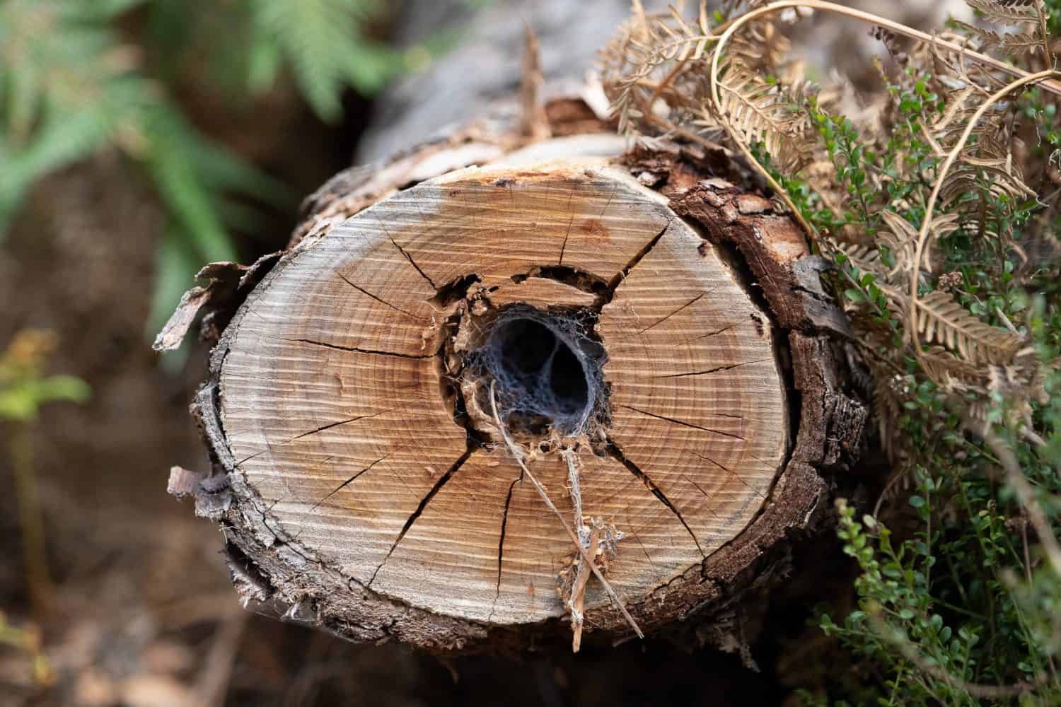 Tree with spider nest living in. 