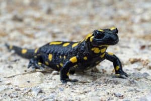 Fire salamander (Salamandra salamandra), Baden-Württemberg, Germany