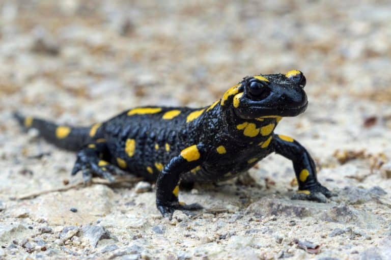 Salamander