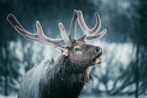 Image taken of a reindeer calling on February 4, 2023