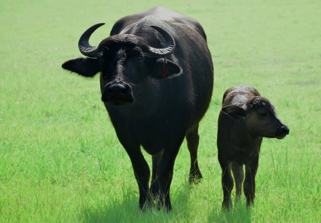 Beautiful mom and newborn water buffalo calf