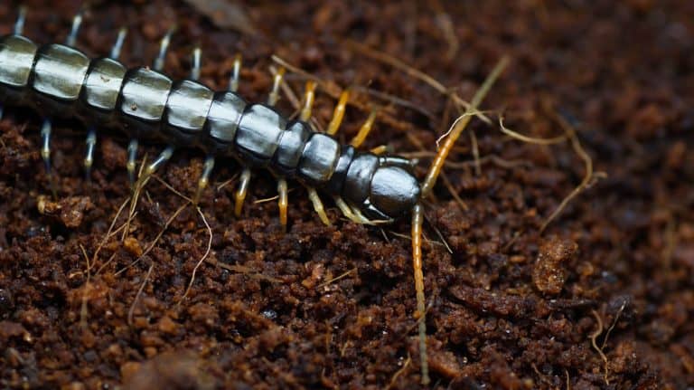 Scolopendra hainanum is a kind of centipides from Asia. There is a juvenile in the photo.