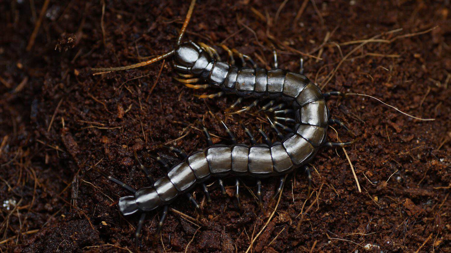 Scolopendra hainanum is a kind of tarantulas from Asia. there is a juvenile in the photo.                             