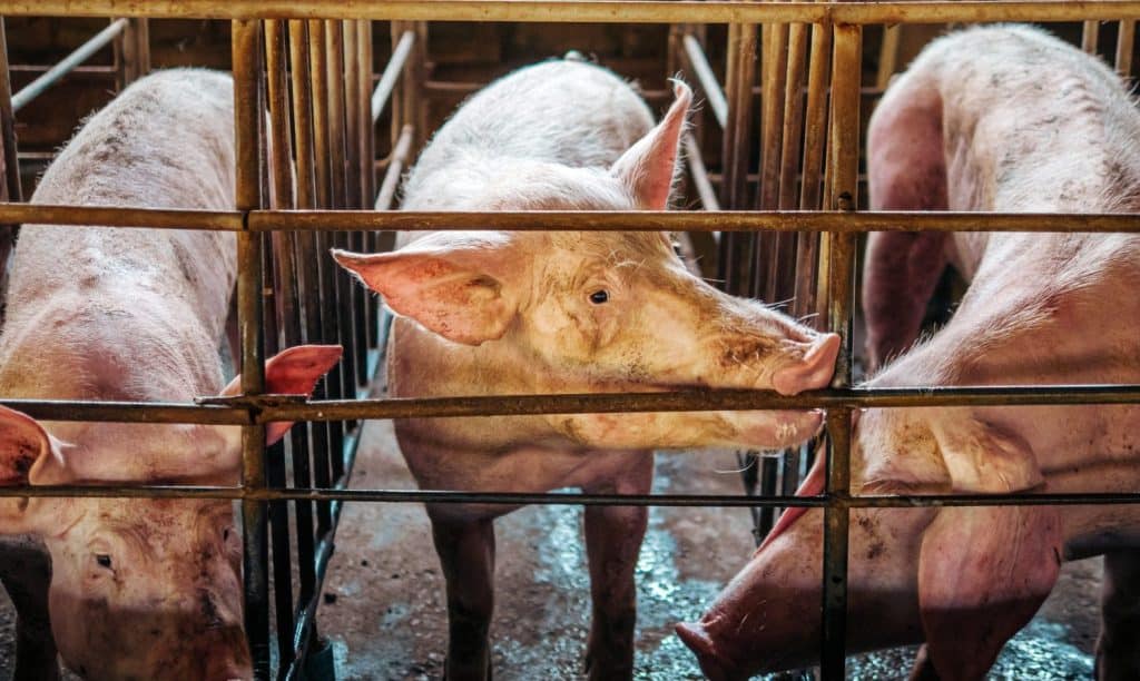 Close-up of Pig in stable, Pig Breeding farm in cage swine business in tidy.Big pig on a farm in a pigsty, young big domestic pig at animal farm