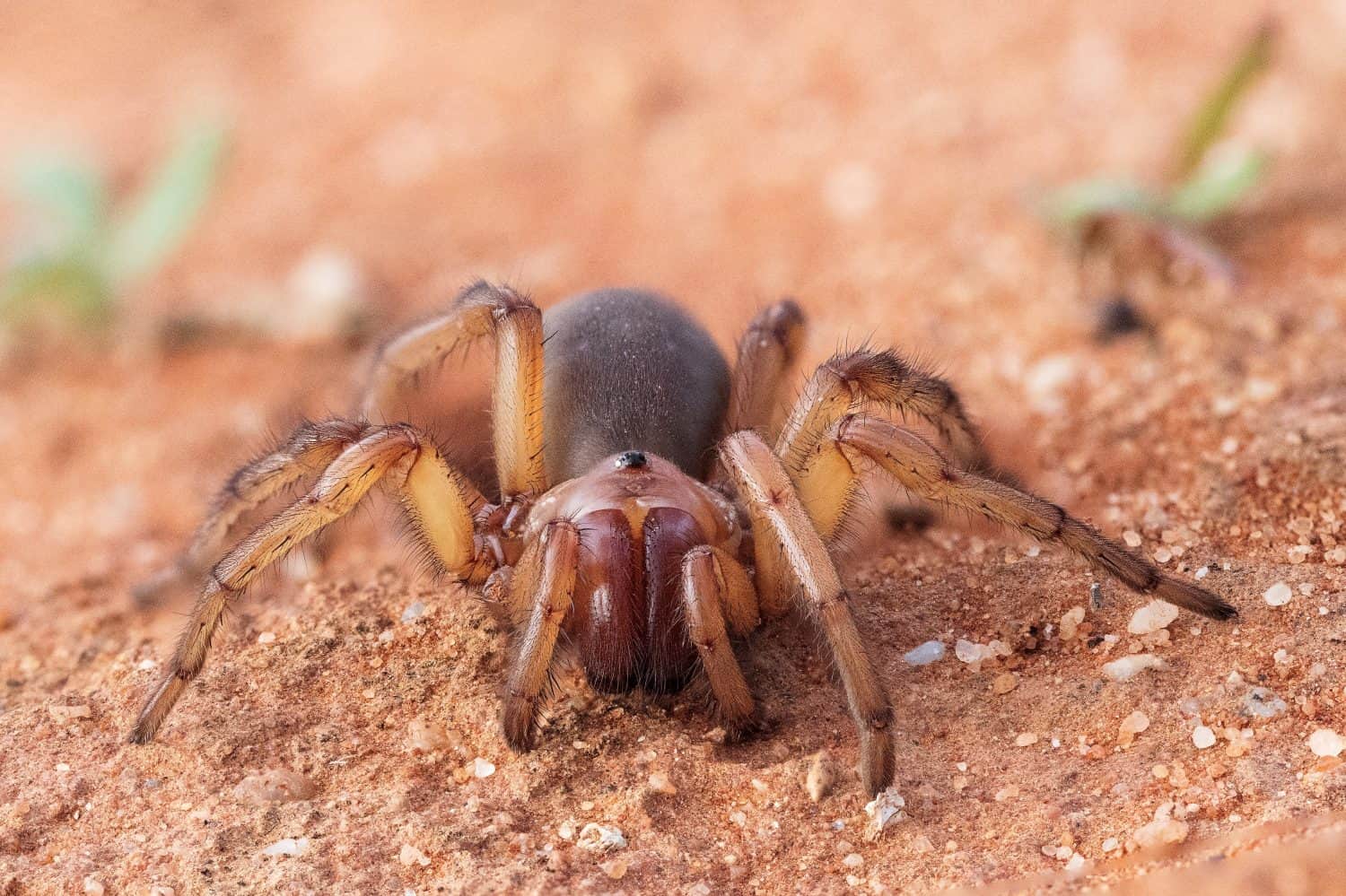 Australian Open-hole Trapdoor Spider, Anamidae 