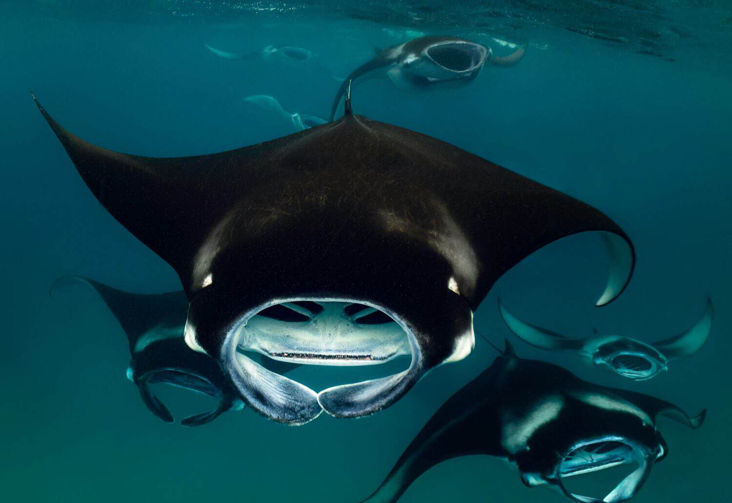 Eye level with a Reef Manta Ray (Mobula alfredi) swimming directly towards photographer