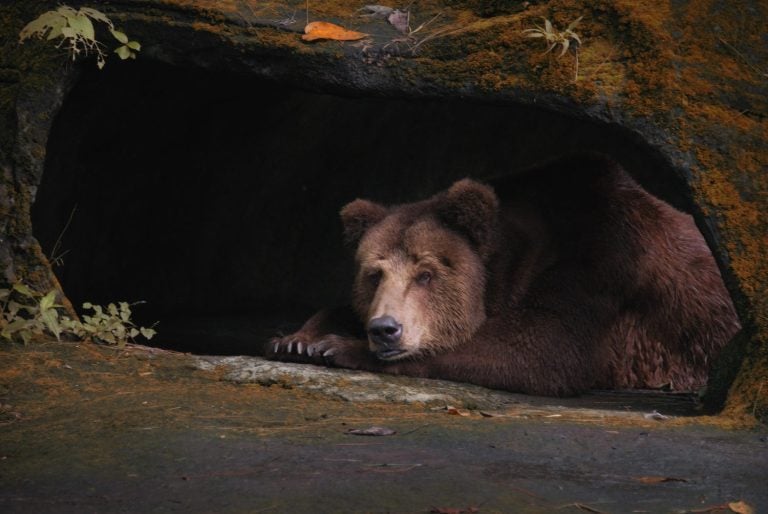 portrait of a bear resting in a cave
