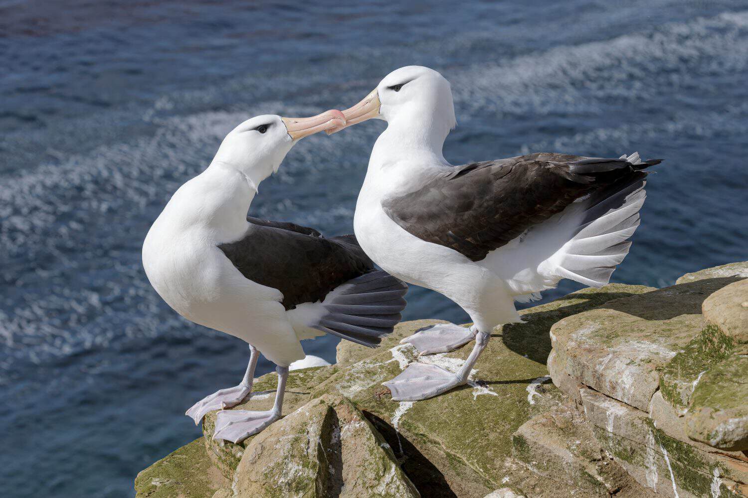 Black browed Albatross, Thalassarche melanophyrs, adult birds displaying and bonding together.

Saunders Island, Falkland Islands

November