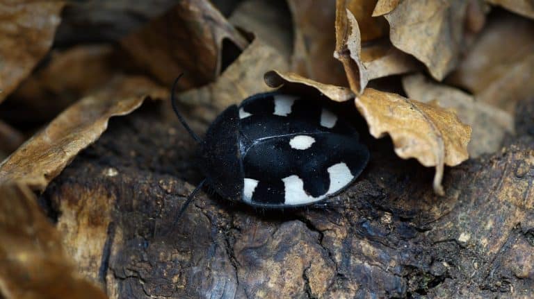 Therea bernhardti is a kind of cockroaches from Asia. There is a male in the photo.