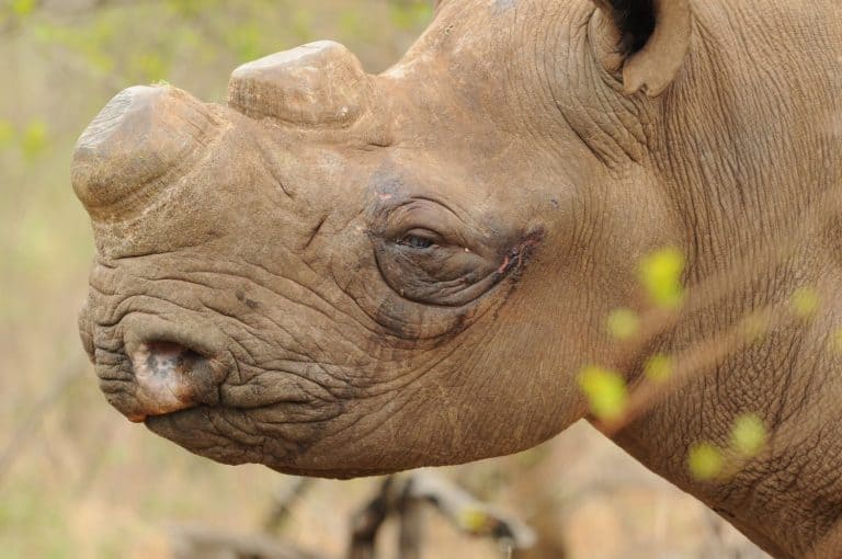 Dehorned black rhino with cuts on his face
