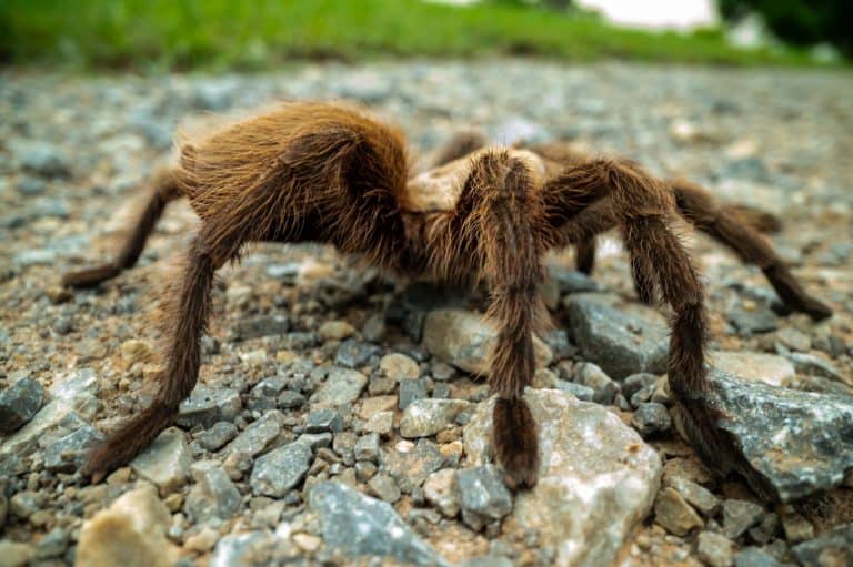 Close Up of The Hairy Legs Of Tarantula on gravel trail