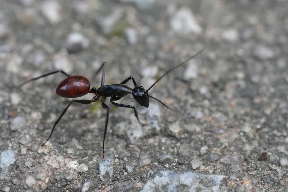 Dinomyrmex gigas, commonly known as the Giant Gliding Ant, is a remarkable species of large predatory ant native to the rainforests of Southeast Asia.