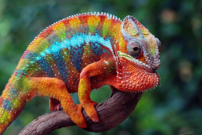 Chameleon