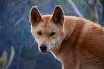 Dingo