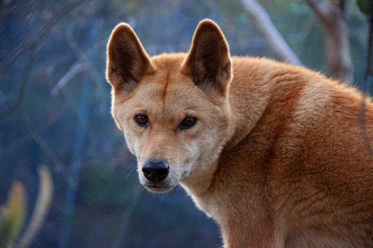 Dingo