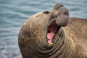 Portrait of the elephant seals of Punta Ninfas, Argentina