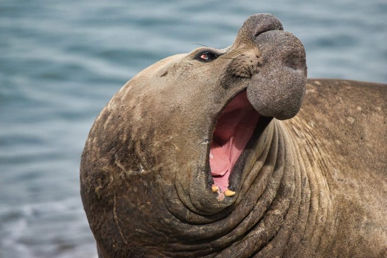 Elephant Seal