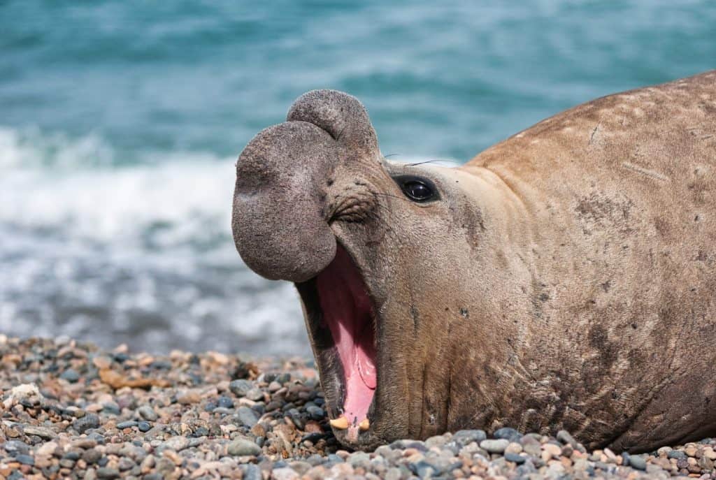 Portrait of the elephant seals of Punta Ninfas, Argentina