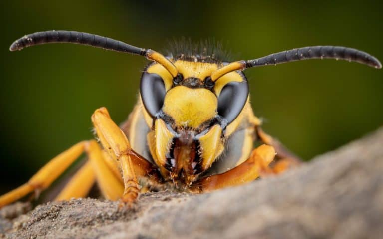 Wasp