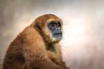 Woolly monkeys