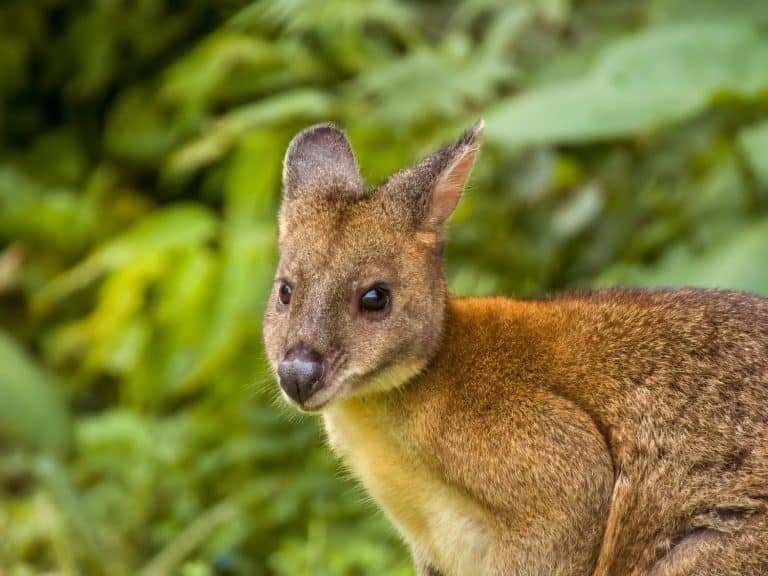 Pademelon