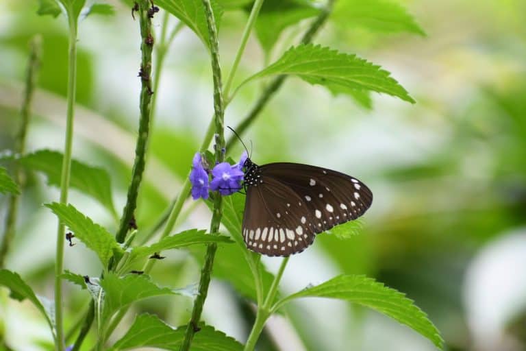 Indian common crow butterfly Sundarban West Bengal